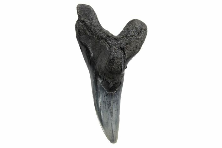 Snaggletooth Shark (Hemipristis) Lower Tooth - South Carolina #360811